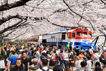 Full-Day Jinhae Cherry Blossom festival Private tour