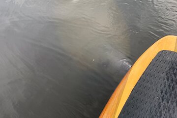 New Smyrna Dolphin and Manatee Adventure Tour