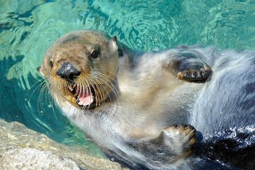 New York Aquarium Admission