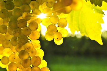 Rhodes Wine & Food Tour: 10 Meal Course Lunch, Wine Tasting, Cooking Class