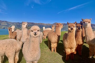 Shamarra Alpaca Farm Tours