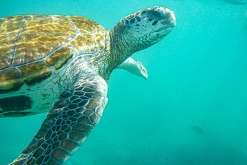 Snorkeling with Giant Turtles, The Red Church, Pamplemousses Garden & Port Louis