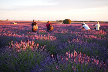 Sunset Lavender Tour from Aix-en-Provence