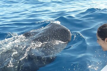 Snorkeling tour with the whale shark in Holbox with transportation