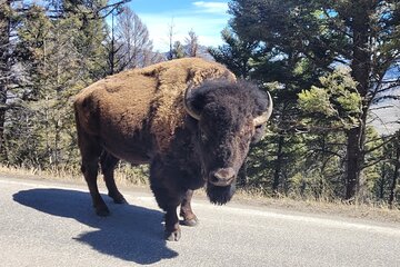 Upper Loop of Yellowstone Guided Tour