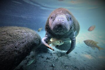 Snorkel tour with the Manatee on Kings Bay, Crystal River