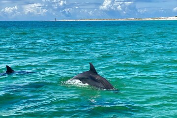 Frisky Mermaid Dolphin Tour + Secluded Beach + Equip