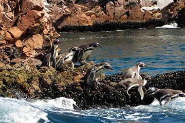 7-Hours Tour in Paracas National Reserve with Pickup