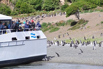 Boat Trip to the Penguin Colony on Martillo Island
