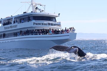 Monterey Whale Watching Tour