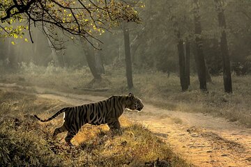 All inclusive 5 nights 6 days Adventure in Central India For the elusive Tiger
