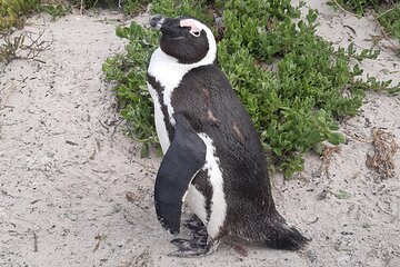 Half-Day Experience to Penguin Colony & Chapman's Peak from CT