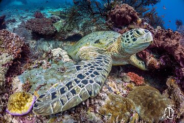 Kota Kinabalu Leisure Scuba Diving Trip (3 Dives)