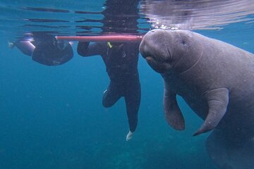 3 hour small group all inclusive manatee swim with free photo package !