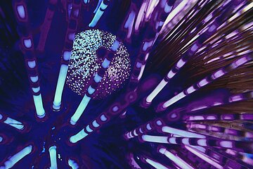 Fluorescent snorkeling with ultraviolet flashlights