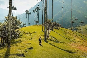 Salento, Cocora and Filandia Private Tour from Pereira or Armenia