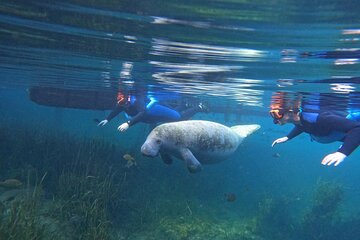 Small Group Manatee Swim Tour With In Water Guide