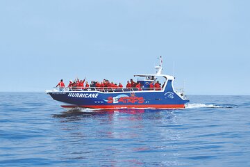 NEW Lagos-Watching Dolphins and Benagil Cave with Biologists