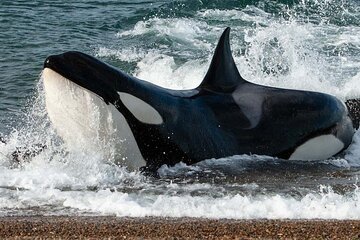 Tour Privado para Cruceros por la Península Valdés