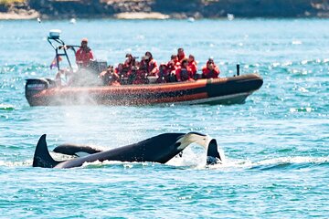 Whale Watching Tour in a Zodiac Boat in Victoria