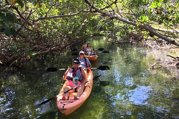 Mangroves and Manatees - Guided Kayak Eco Tour