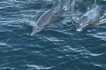 Frisky Mermaid Dolphin + Scenic Bay Sightseeing Tour