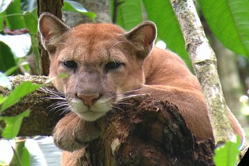Corcovado Sirena Station Overnight