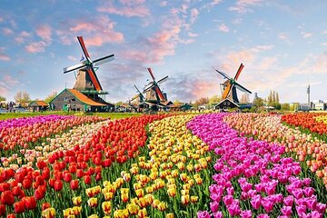 Private Keukenhof Tulip Fields & Flowers Sightseeing Tour From Rotterdam
