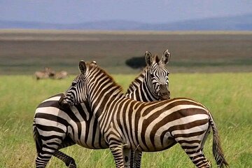 Day trip safari to mikumi national park