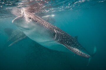 Whale Shark 3-Hours Tour in La Paz