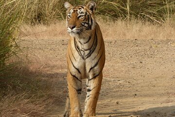 Ranthambore National Park