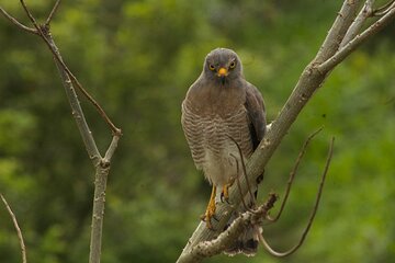 Birdwatching in Salento