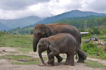 3 Experiences: Doi Inthanon Tour, Elephant Sanctuary, Trekking Trail