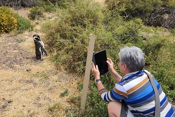 Punta Tombo Shore Tour at Argentina