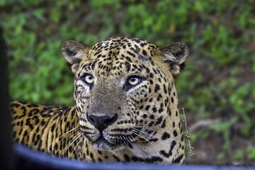 Yala safari Private Day Tours in Yala National Park