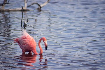 Private tour at Garrapatero beach with el Trapiche