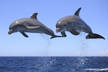Dolphin & Josani Forest Snorkel Sea Excursion - Zanzibar