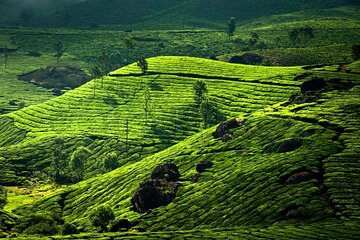 kochi to munnar A Private guided fullday tour with hotel pickup