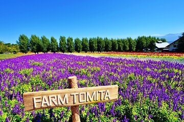 Hokkaido Highlights of Flower Blossom, Asahiyama Zoo& Blue pond「Aoi-ike」!