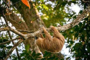 Sloth and Kayak Tour in Punta Uva Beach and Jungle