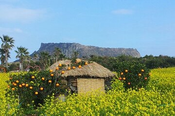 Beautiful Jeju Island Private UNESCO day Tour