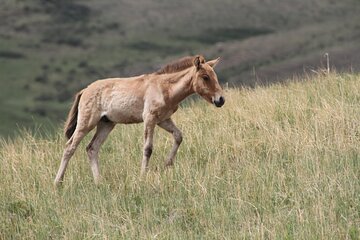 Wildlife Watching Day Tour at Hustai National Park