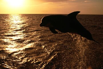 Private Family Dolphin Tour in Poreč