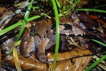Night Froggy Adventure at Kubah National Park
