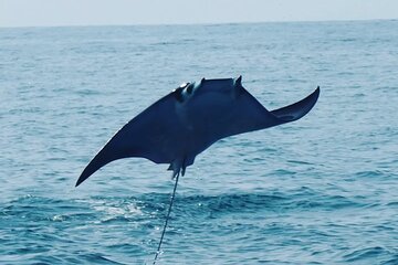 Dolphin & Whale Watching