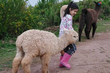 3-Hour Small-Group Hiking with Alpaca in Sacred Valley 