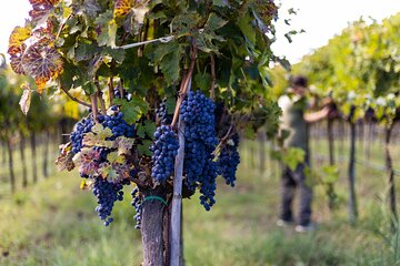 Slow Wine & Tartufo Gelato Tasting Experience