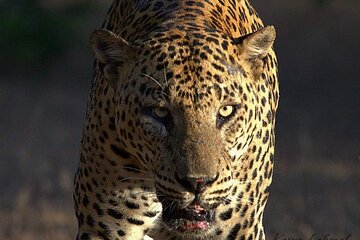 Yala Safari Tour Yala National Park Full-Day/HalfDay