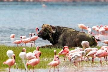 4 Days Mid Luxury Safari, Lake Nakuru and Masai Mara.