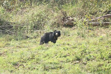 Day Walk(8-10h.) inside Chitwan National Park.
